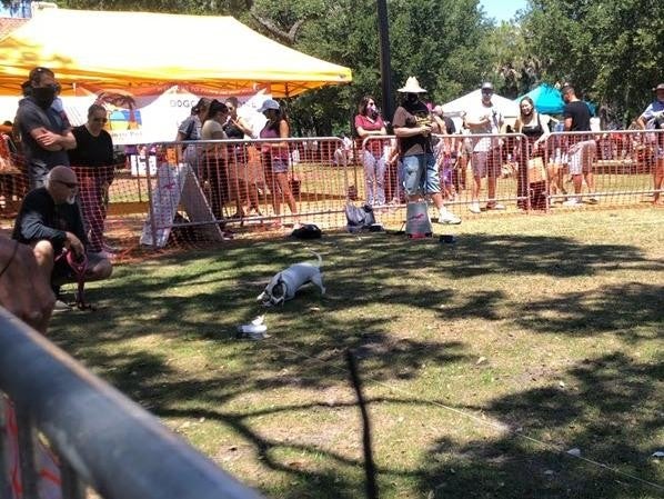 Pet Alliance of Greater Orlando Lure Course