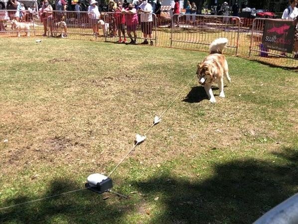 Pet Alliance of Greater Orlando Lure Course